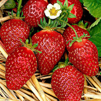 10x Erdbeere Fragaria 'Korona' rot - Wurzelnackte Pflanzen - Erdbeeren