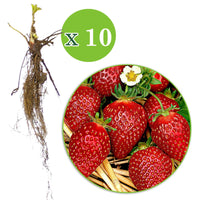 10x Erdbeere Fragaria 'Korona' rot - Wurzelnackte Pflanzen - Gemüsegarten