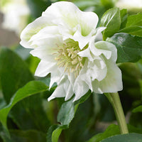 Christrose Helleborus 'Double Ellen' Weiß - Winterhart inkl. Dekotopf - Blühende Gartenpflanzen