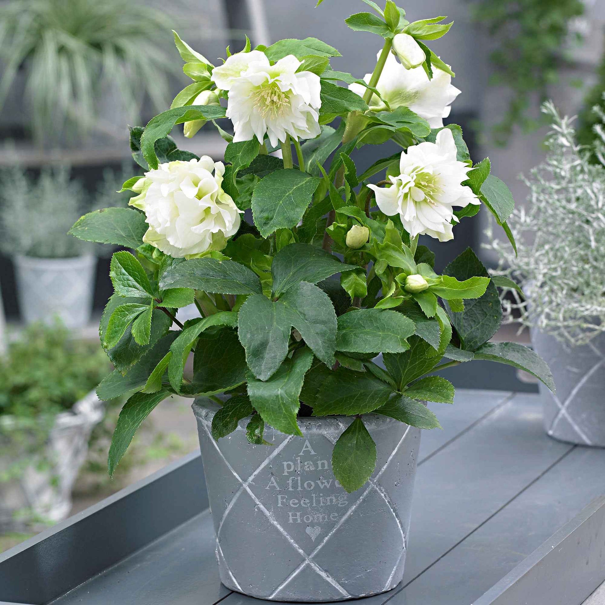 Christrose Helleborus 'Double Ellen' Weiß - Winterhart - Blühende Gartenpflanzen