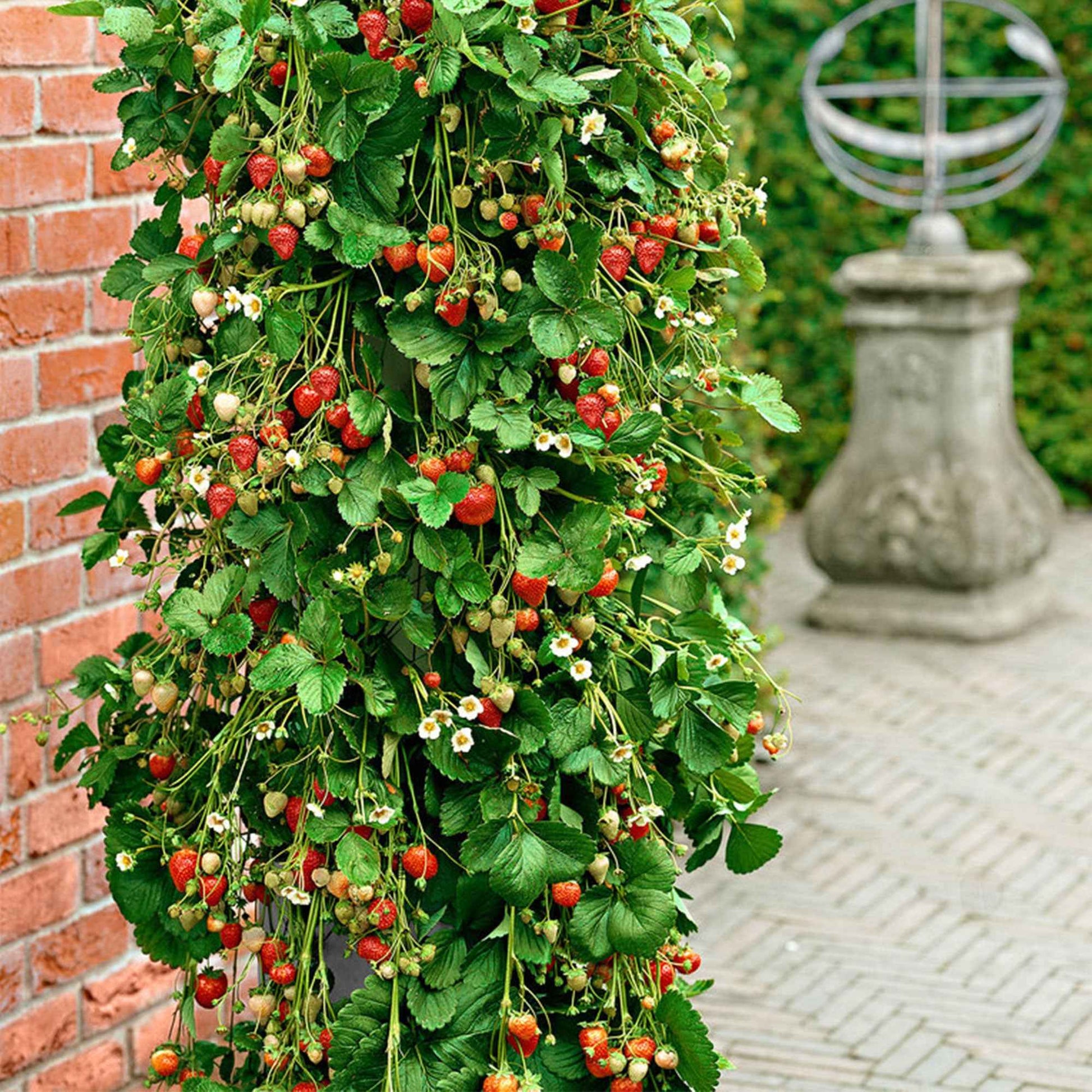 3x Kletter-Erdbeere Fragaria 'Bakker's Kingsize' - Obst