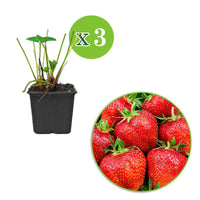 3x Kletter-Erdbeere Fragaria 'Bakker's Kingsize' - Gemüse für die Terrasse
