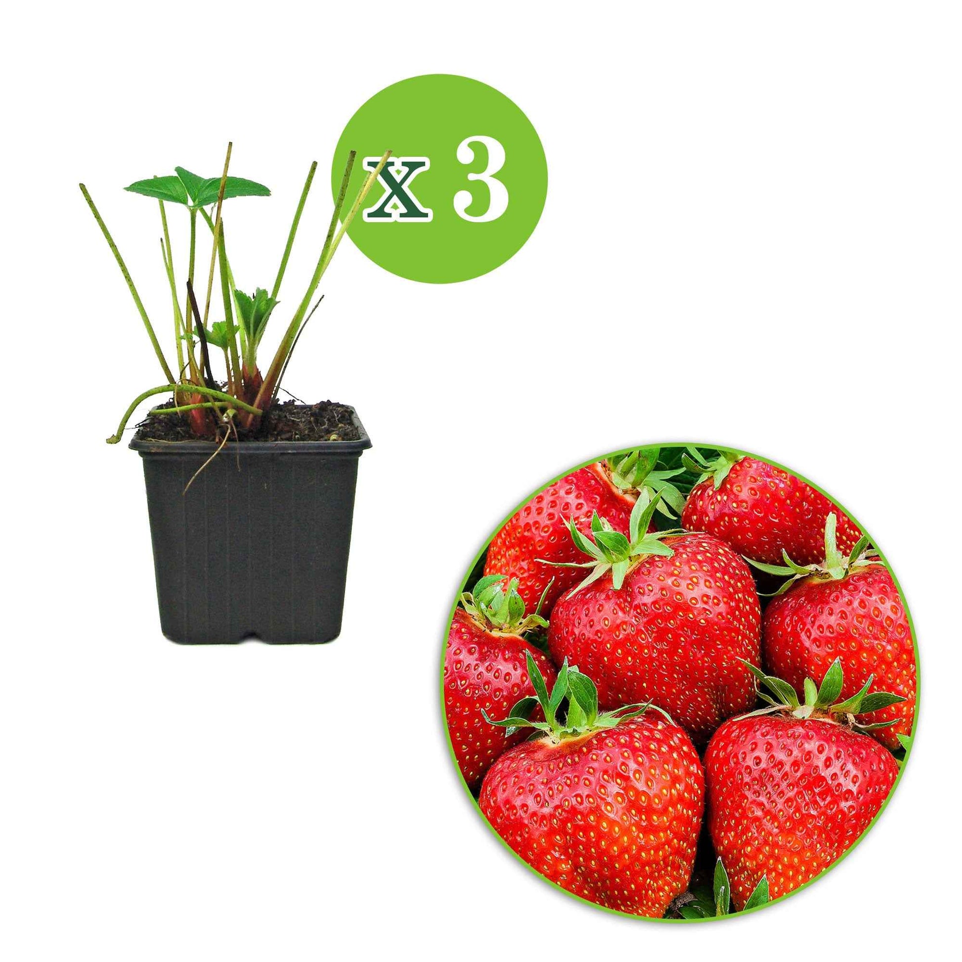 3x Kletter-Erdbeere Fragaria 'Bakker's Kingsize' - Gemüse für die Terrasse