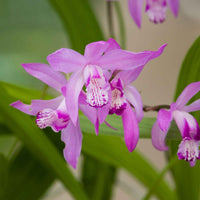 Japanische Orchidee Bletilla straita rosa - Uferpflanze - Alle Wasserpflanzen