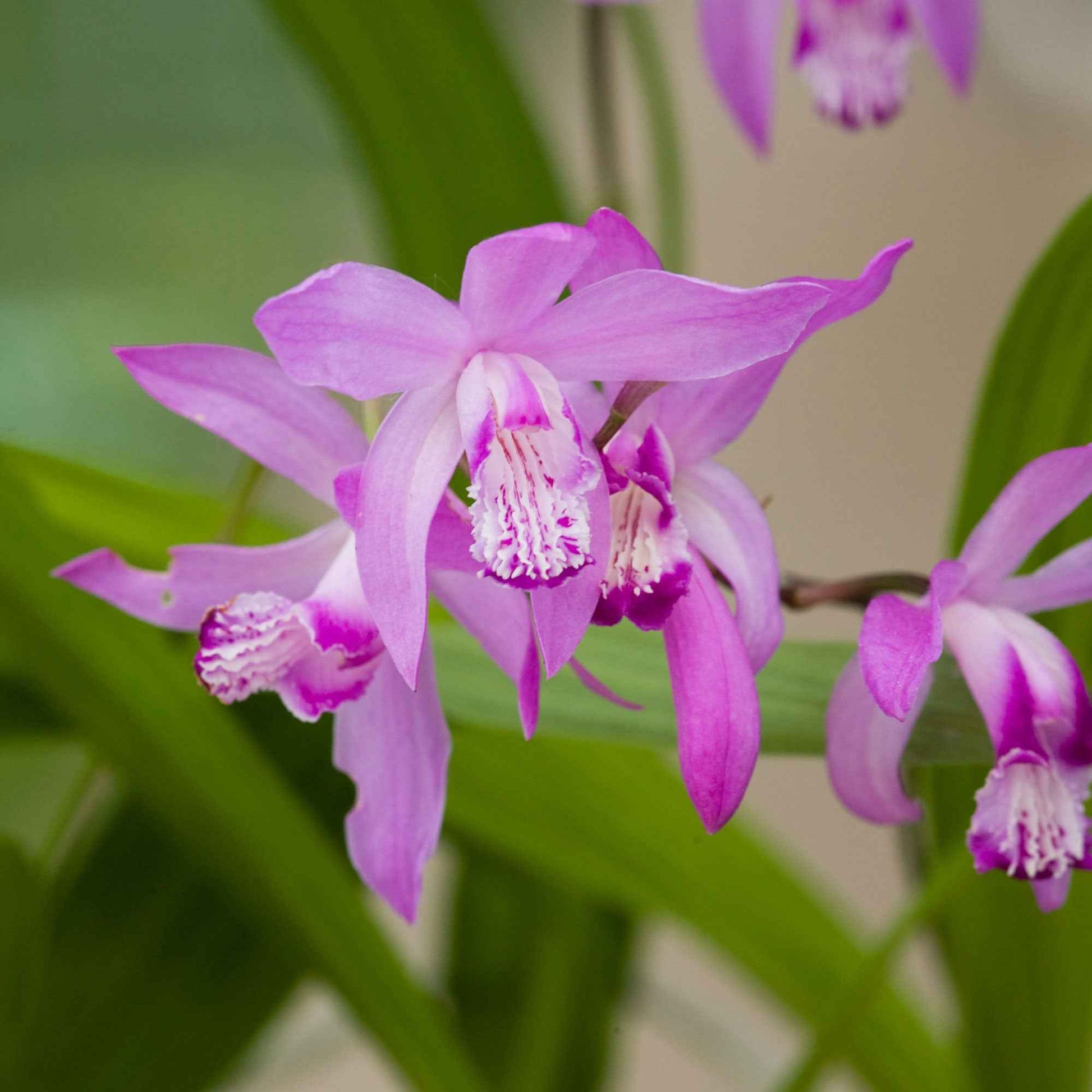Japanische Orchidee Bletilla straita rosa - Uferpflanze - Naturteich