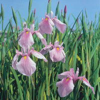 Japanische Iris Iris 'Rose Queen' rosa - Sumpfpflanze, Uferpflanze - Einheimischer Teich