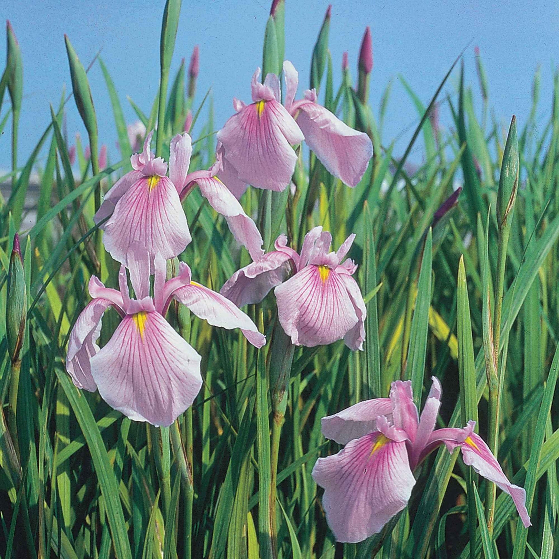 Japanische Iris Iris 'Rose Queen' rosa - Sumpfpflanze, Uferpflanze - Einheimischer Teich