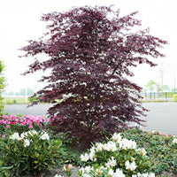 Japanischer Ahorn Acer 'Black Lace' rot-lila - Winterhart - Gartenpflanzen