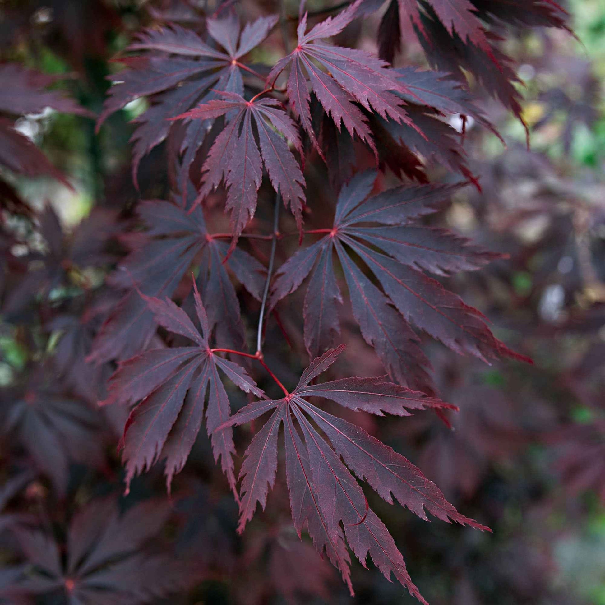 Japanischer Ahorn Acer 'Black Lace' rot-lila - Winterhart - Pflanzeneigenschaften