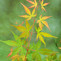 Japanischer Ahorn Acer 'Sangokaku' grün-rot - Winterhart - Pflanzeneigenschaften