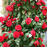 Kamelie Camellia japonica 'Black Lace' rot inkl. Ziertopf - Winterhart - Gartenpflanzen im Ziertopf