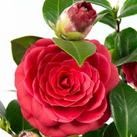 Kamelie Camellia japonica 'Black Lace' rot inkl. Ziertopf - Winterhart - Gartentrends & Sets
