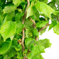 Korkenzieherhasel Corylus 'Scooter' - Winterhart - Gartenpflanzen