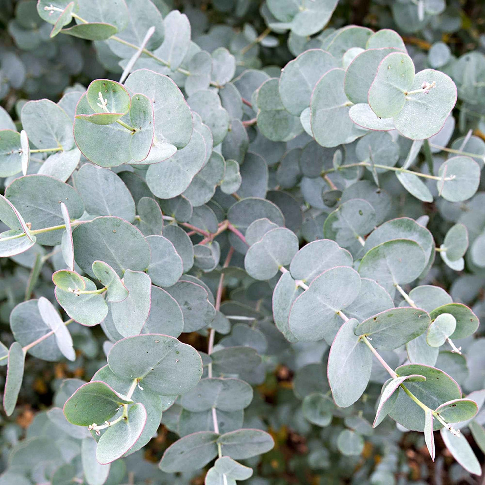 Gummibaum Eucalyptus gunnii 'Azura' weiβ - Winterhart - Winterharte Pflanzen