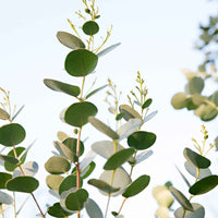 Gummibaum Eucalyptus gunnii 'Azura' weiβ - Winterhart - Ziersträucher