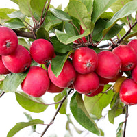 Apfelbaum Malus 'Appletini' rot - Winterhart - Gemüsegarten