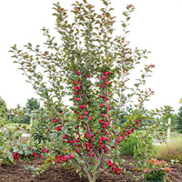 Apfelbaum Malus 'Appletini' rot - Winterhart - Gartenpflanzen