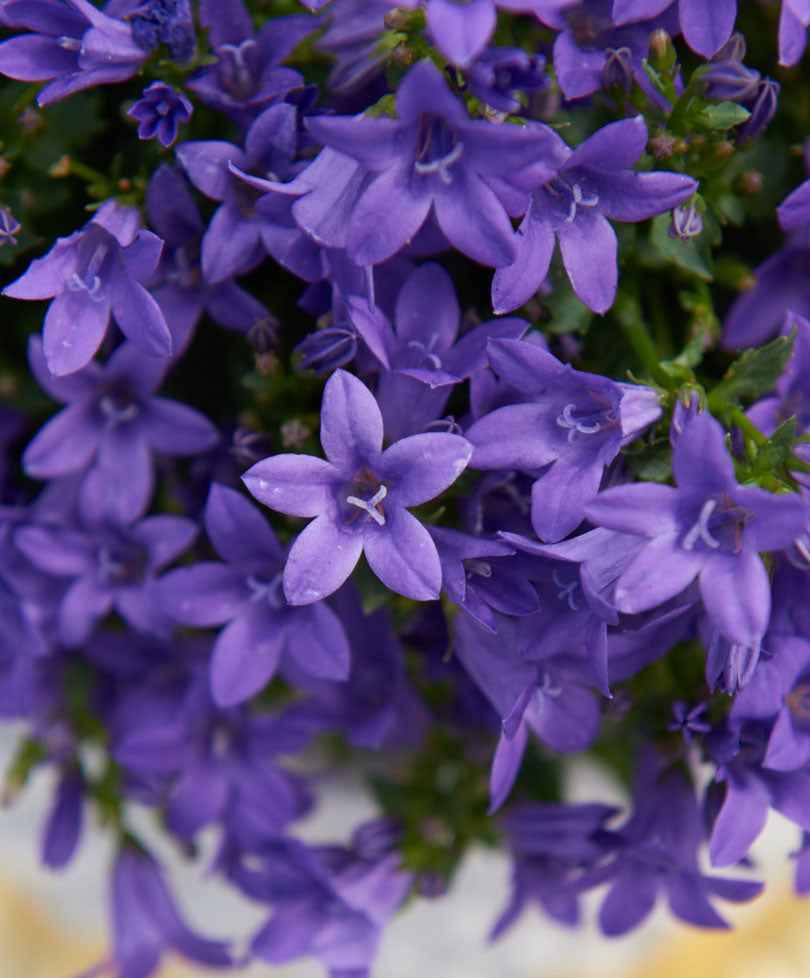 Glockenblume Campanula 'Lavender' - Winterfest 'Lavender' Lila - Winterhart - Blühende Gartenpflanzen