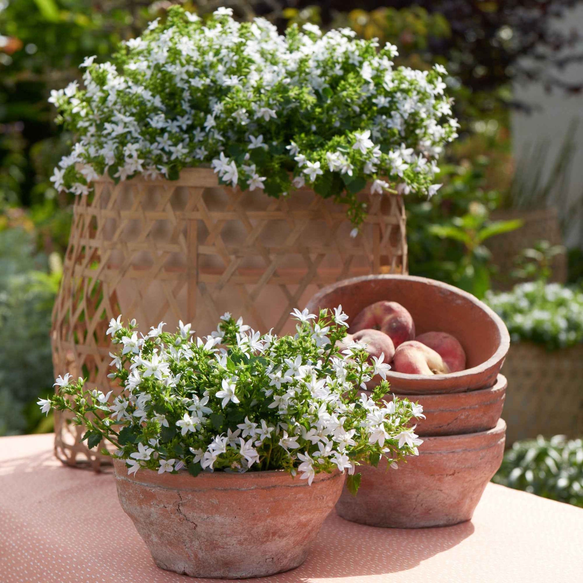 Polsterglockenblume Campanula 'Silberregen' Weiß - Bio - Winterhart - Bio-Gartenpflanzen