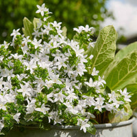 Polsterglockenblume Campanula 'Silberregen' Weiß - Bio - Winterhart - Alle Gartenstauden