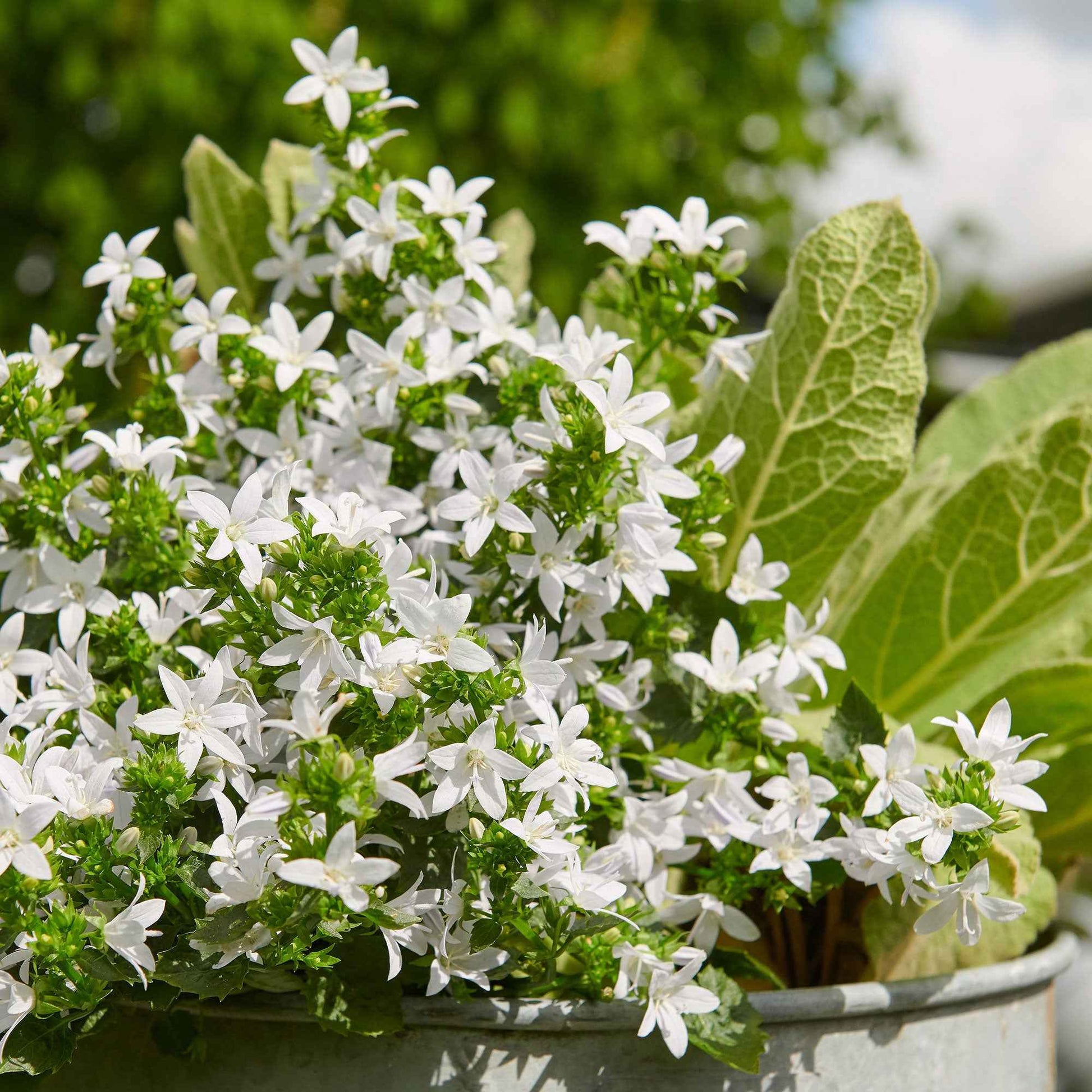 Glockenblume Campanula 'Adansa White' Weiß - Winterhart - Bienen- und schmetterlingsfreundliche Pflanzen