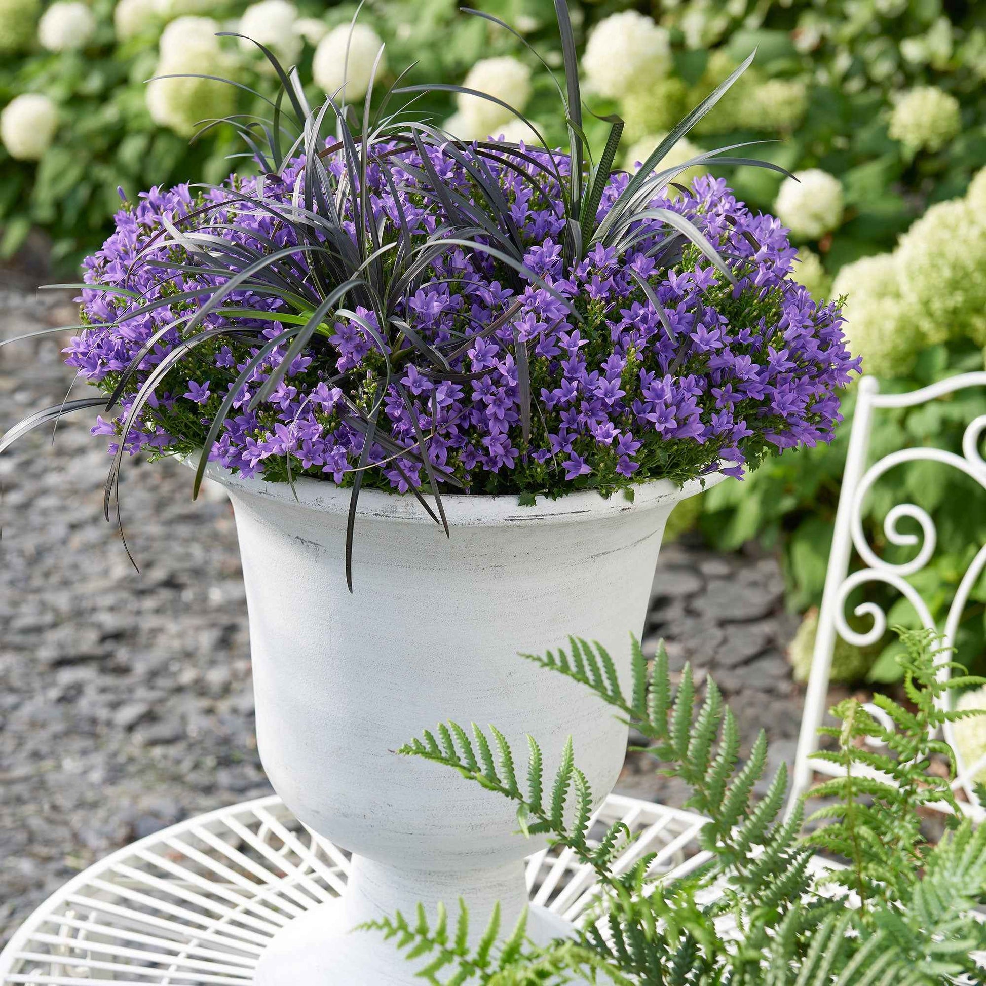 Campanula 'Adansa Purple' Lila - Winterhart - Alle Gartenstauden