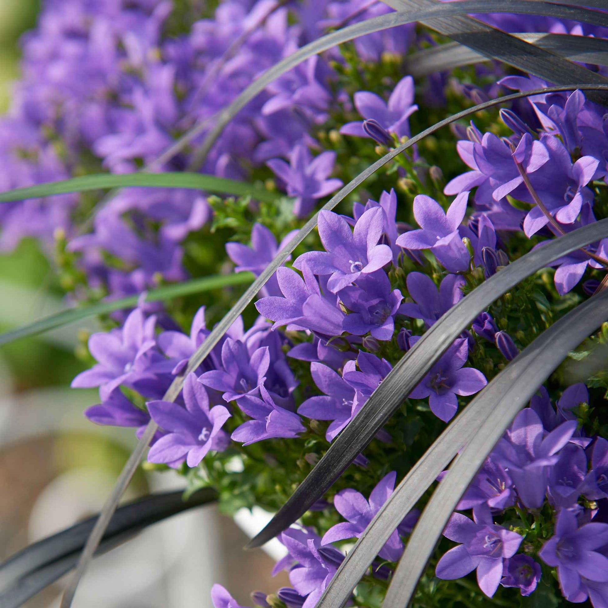 Campanula 'Adansa Purple' Lila - Winterhart - Blühende Gartenpflanzen