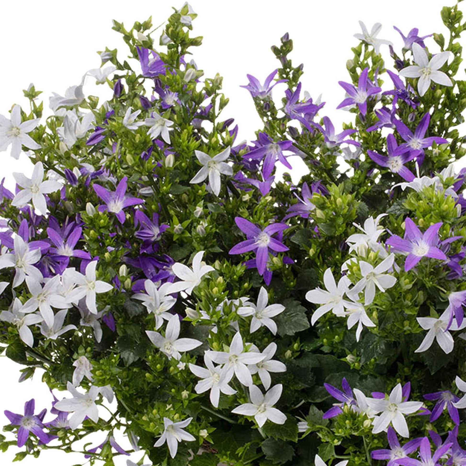 Glockenblume Campanula 'Adansa Twin' 'Adansa Twin' Weiß-Lila - Winterhart - Blühende Gartenpflanzen