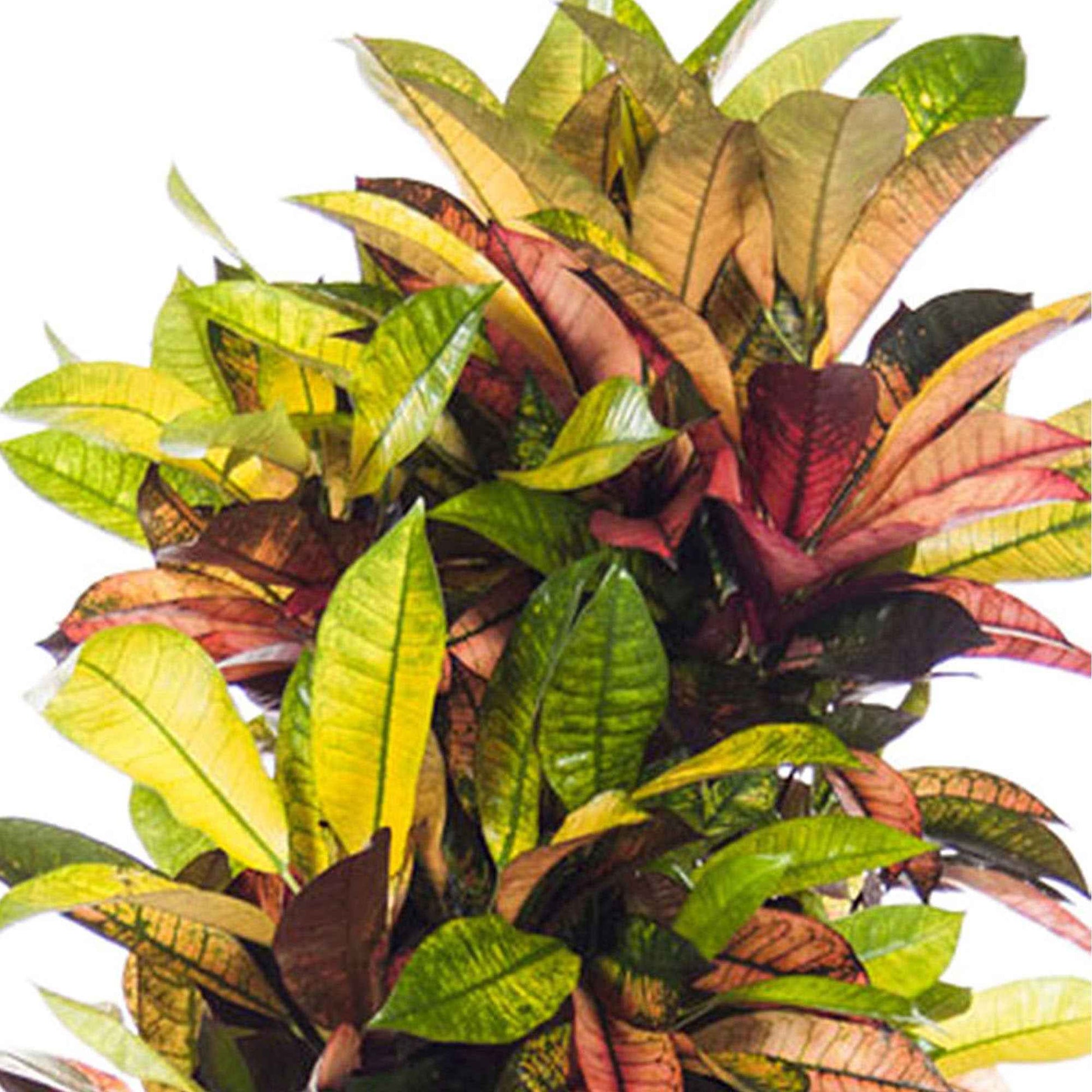 Croton Wunderstrauch Codiaeum XL - Grüne Zimmerpflanzen
