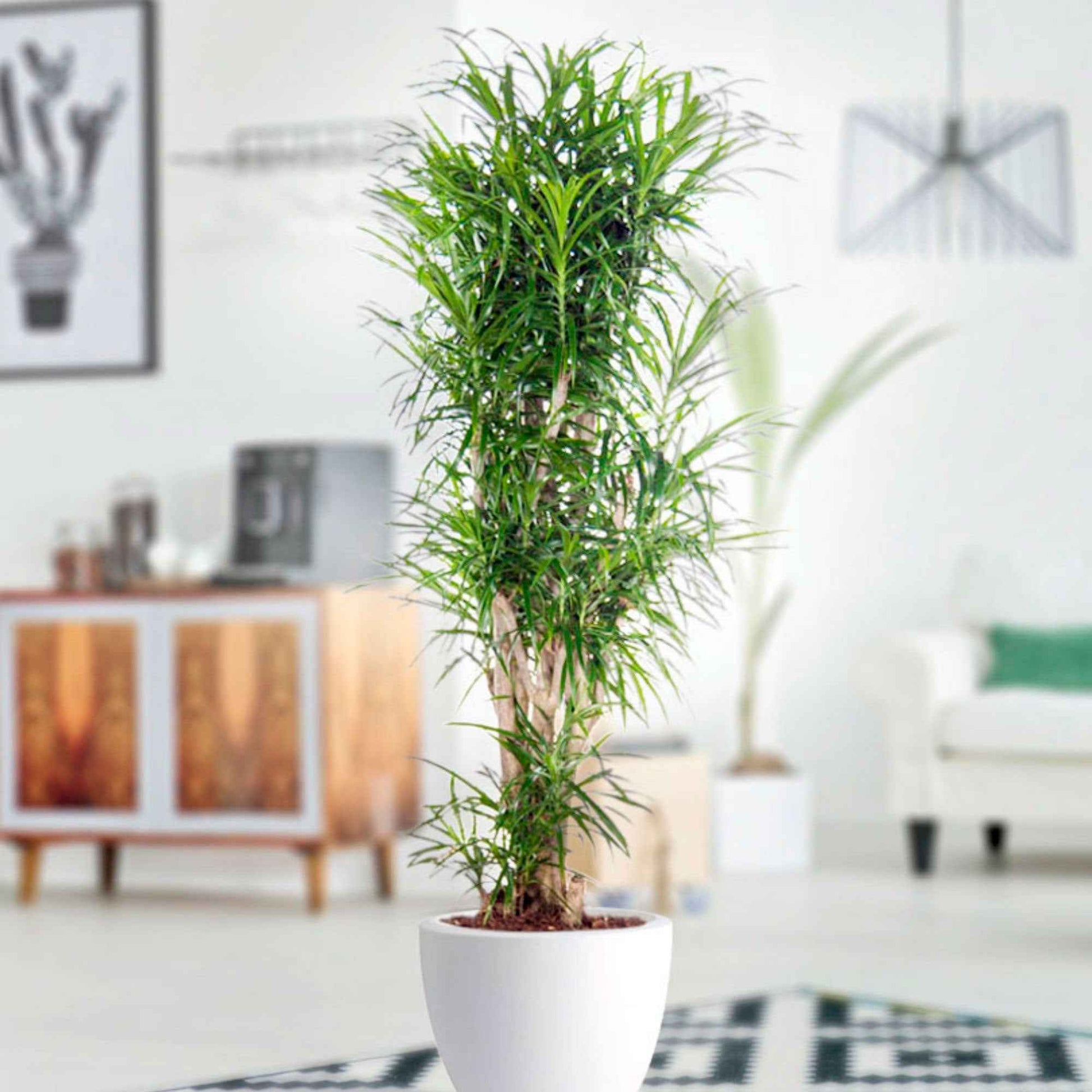 Drachenblutbaum Dracaena 'Anita' - Beliebte Zimmerpflanzen
