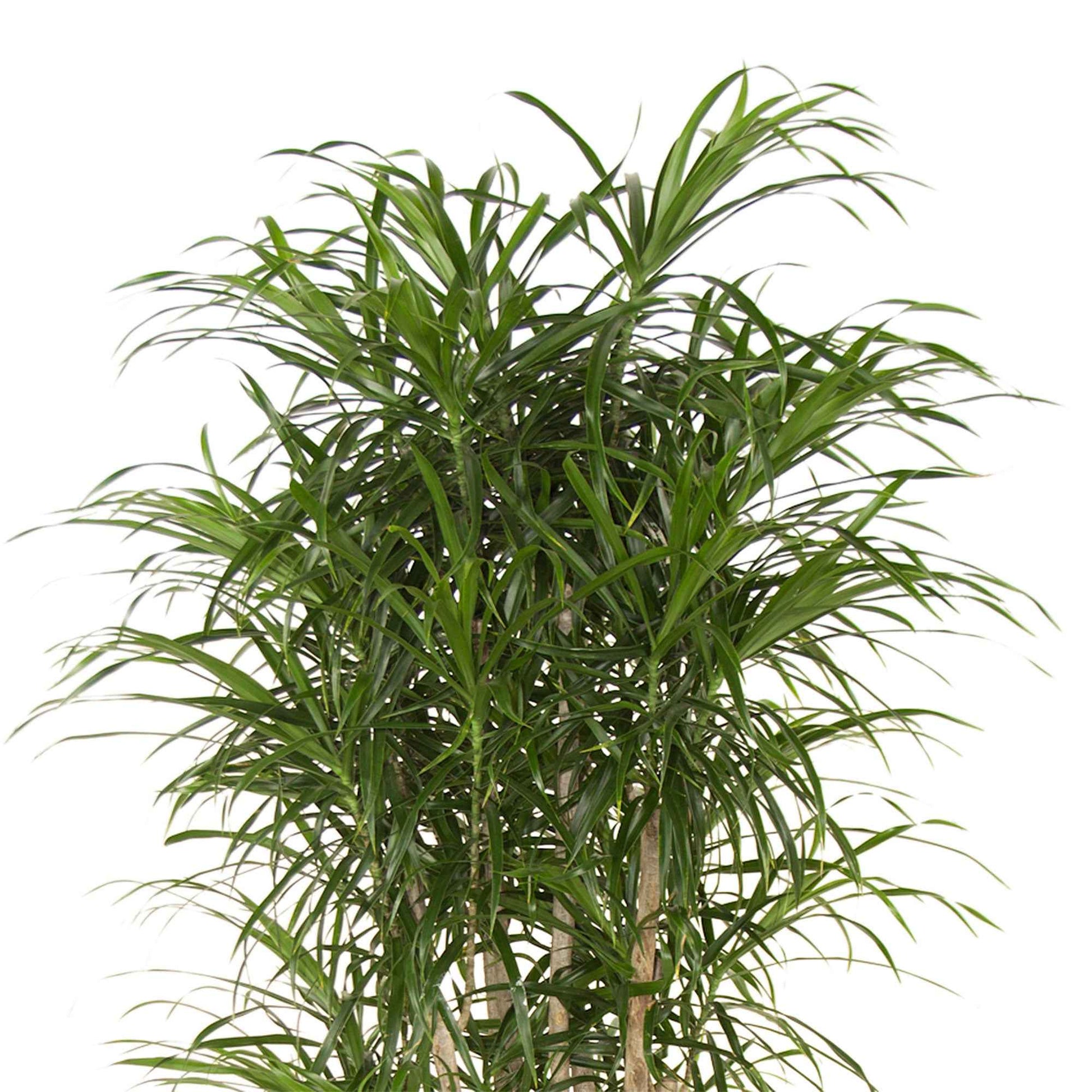 Drachenblutbaum Dracaena 'Anita' - Beliebte grüne Zimmerpflanzen