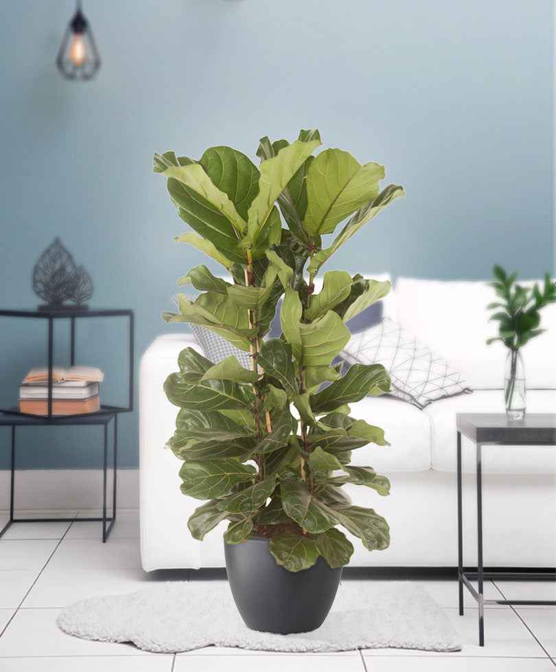 Geigenfeige Ficus lyrata - Verzweigt - Beliebte grüne Zimmerpflanzen