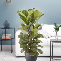 Geigenfeige Ficus lyrata - Verzweigt - Beliebte Zimmerpflanzen