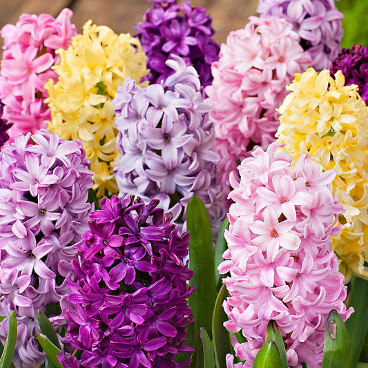 15 Hyazinthe 'Dutch Spring' Gemischt - Alle beliebten Blumenzwiebeln