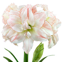 Amaryllis 'Aphrodite' rosa-weiβ - Alle beliebten Blumenzwiebeln