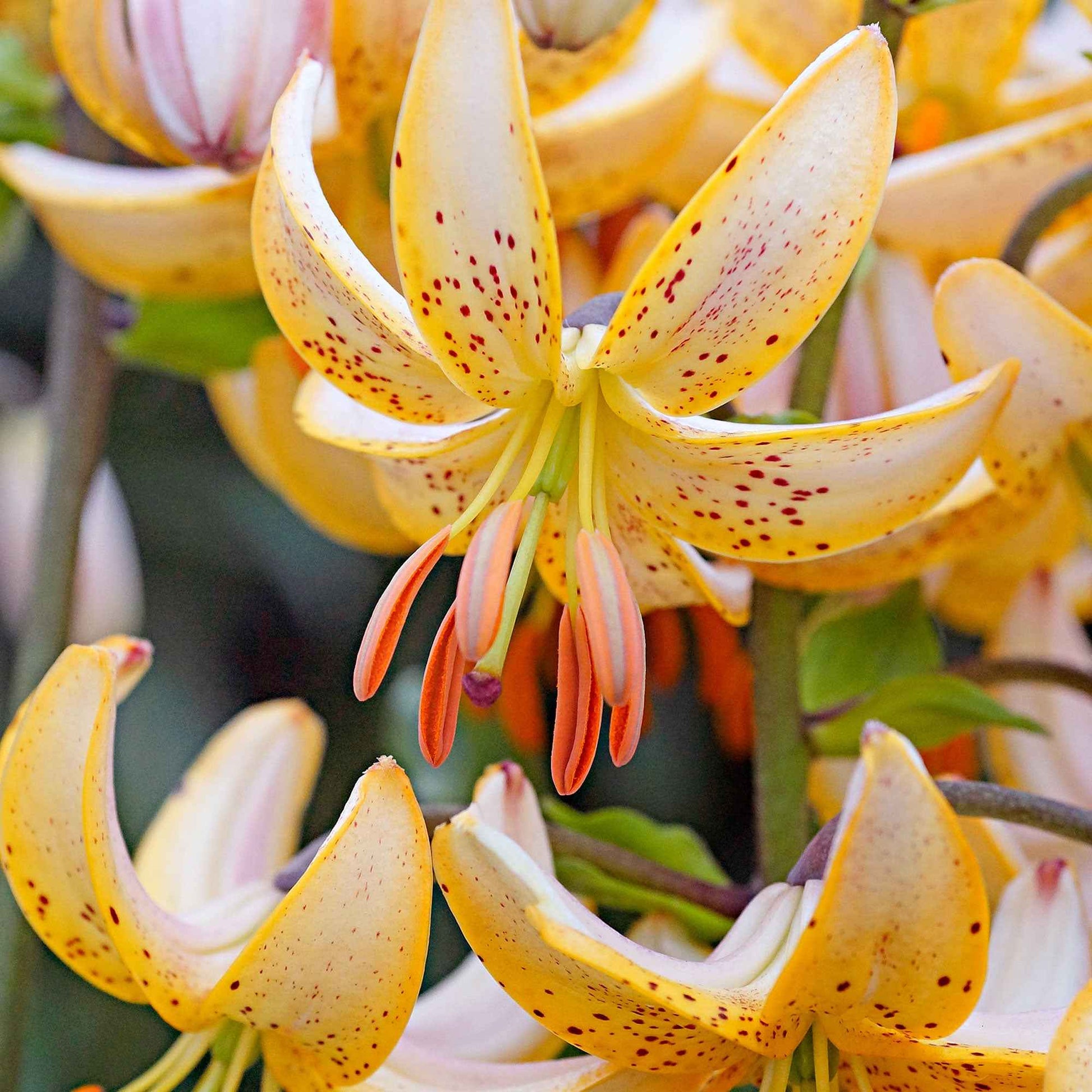 3x Lilien Lilium 'Guinea White' weiβ-gelb - Alle beliebten Blumenzwiebeln