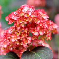 Bauernhortensie Hydrangea 'Rosso Glory' Rot - Winterhart - Blühende Sträucher