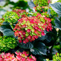 Bauernhortensie Hydrangea 'Rosso Glory' Rot - Winterhart - Gartenpflanzen