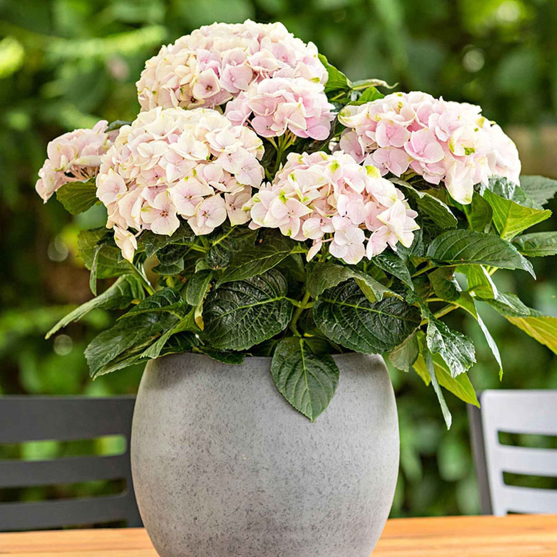 Bauernhortensie Hydrangea 'Elegant Rose' Rosa - Winterhart - Bauernhortensie