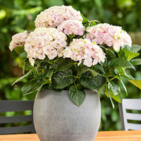 Bauernhortensie Hydrangea 'Elegant Rose' Rosa - Winterhart - Blühende Büsche