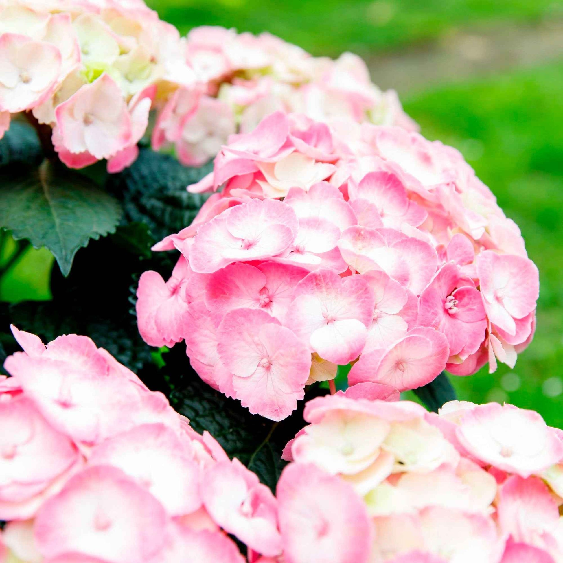 Bauernhortensie Hydrangea 'Dolce Chic' Rosa - Winterhart - Blühende Gartenpflanzen