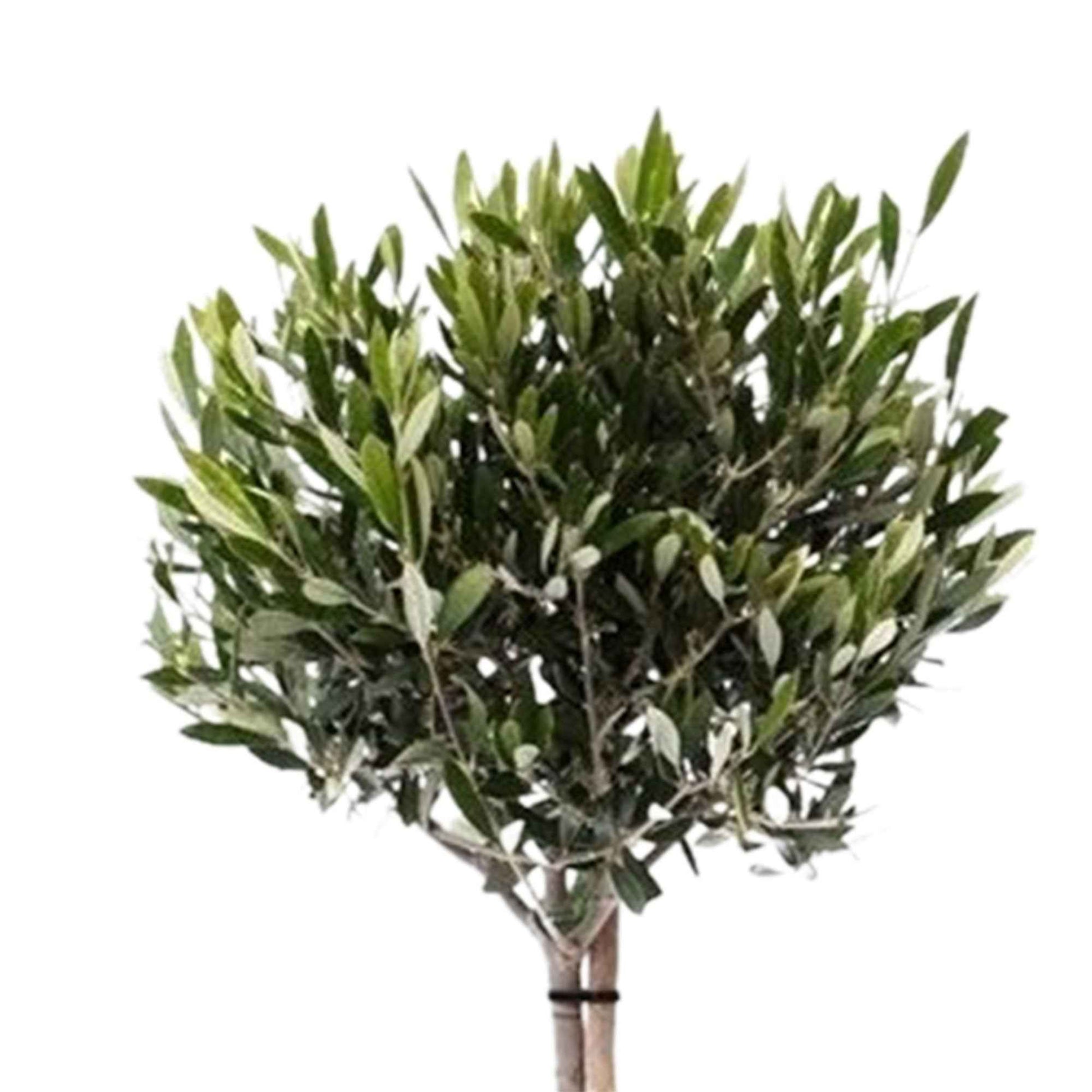 Olivenbaum Olea europeana 85-95 cm - Alle Bäume und Hecken