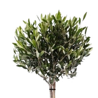 Olivenbaum Olea europeana 85-95 cm - Beetpflanzen