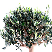 Bonsai-Olivenbaum Olea europeana 50–55 cm - Beetpflanzen