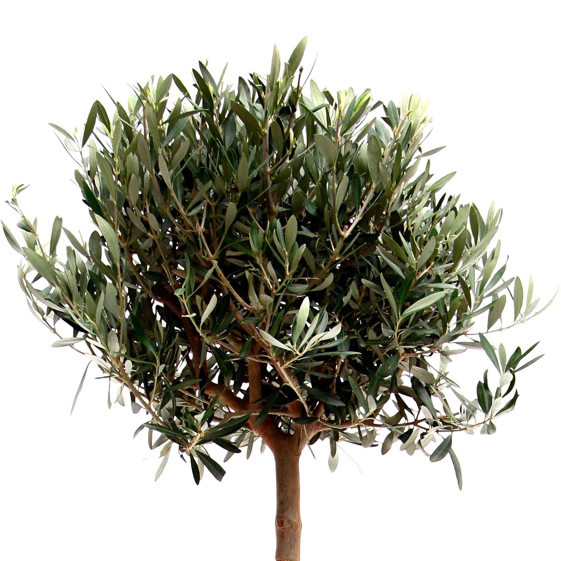 Olivenbaum Olea europeana auf einem Stamm 150–155 cm - Bäume und Hecken