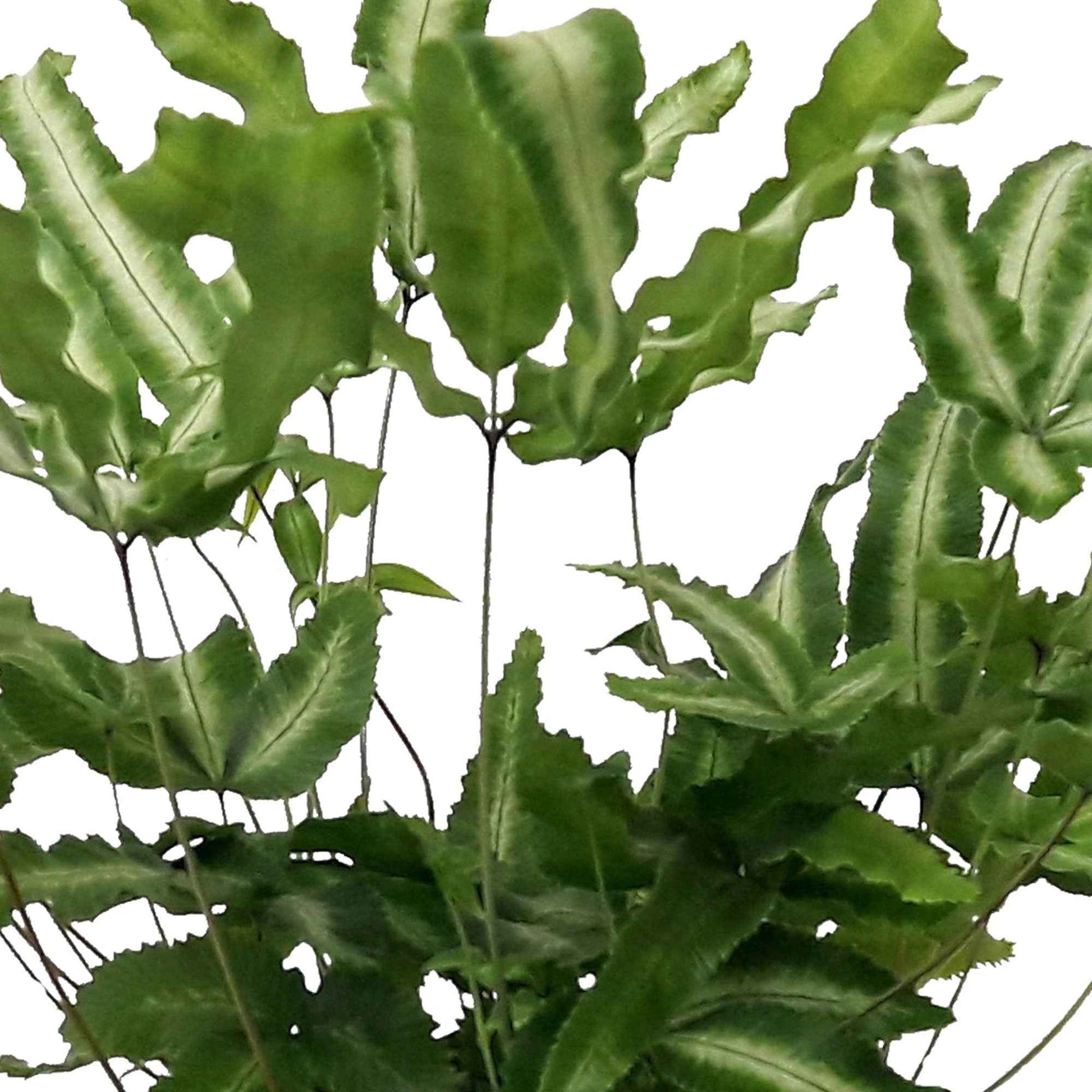Flügelfarn Pteris albolineata - Grüne Zimmerpflanzen