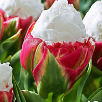 7x Tulpen Tulipa 'Ice Cream' weiβ-rosa - Beliebte Blumenzwiebeln