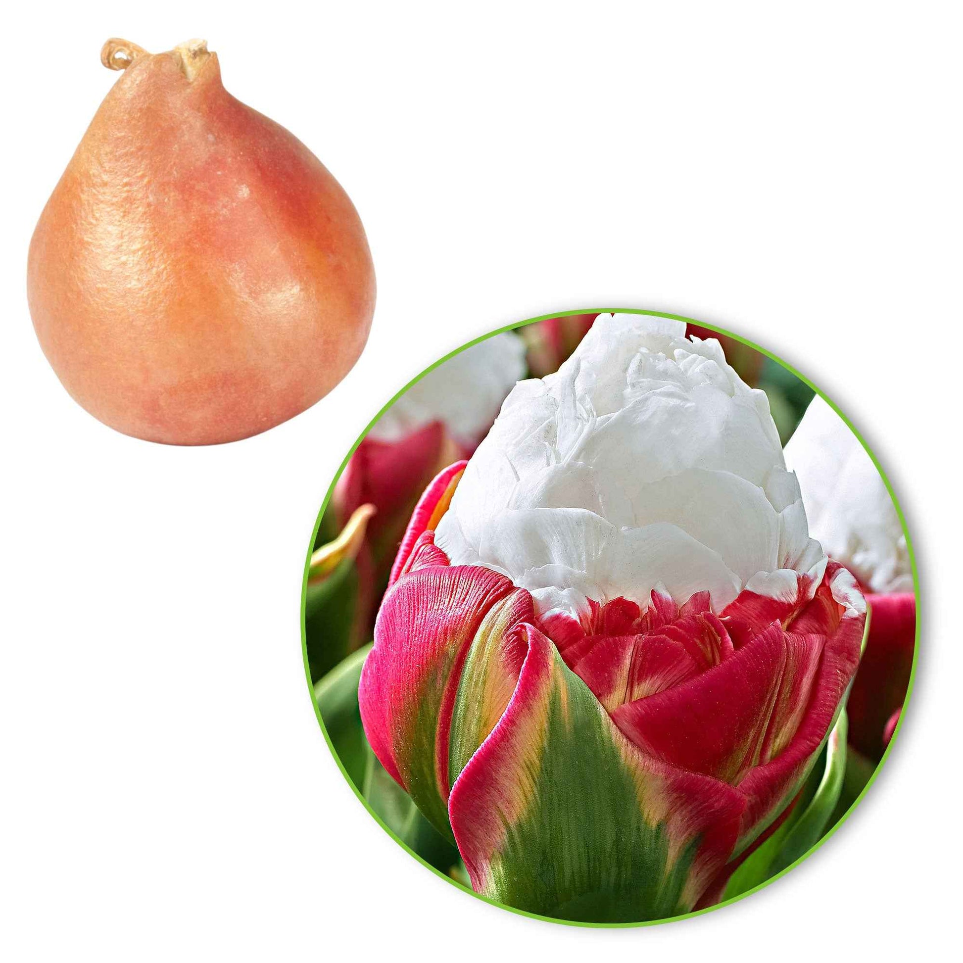 7x Tulpen Tulipa 'Ice Cream' weiβ-rosa - Alle Blumenzwiebeln