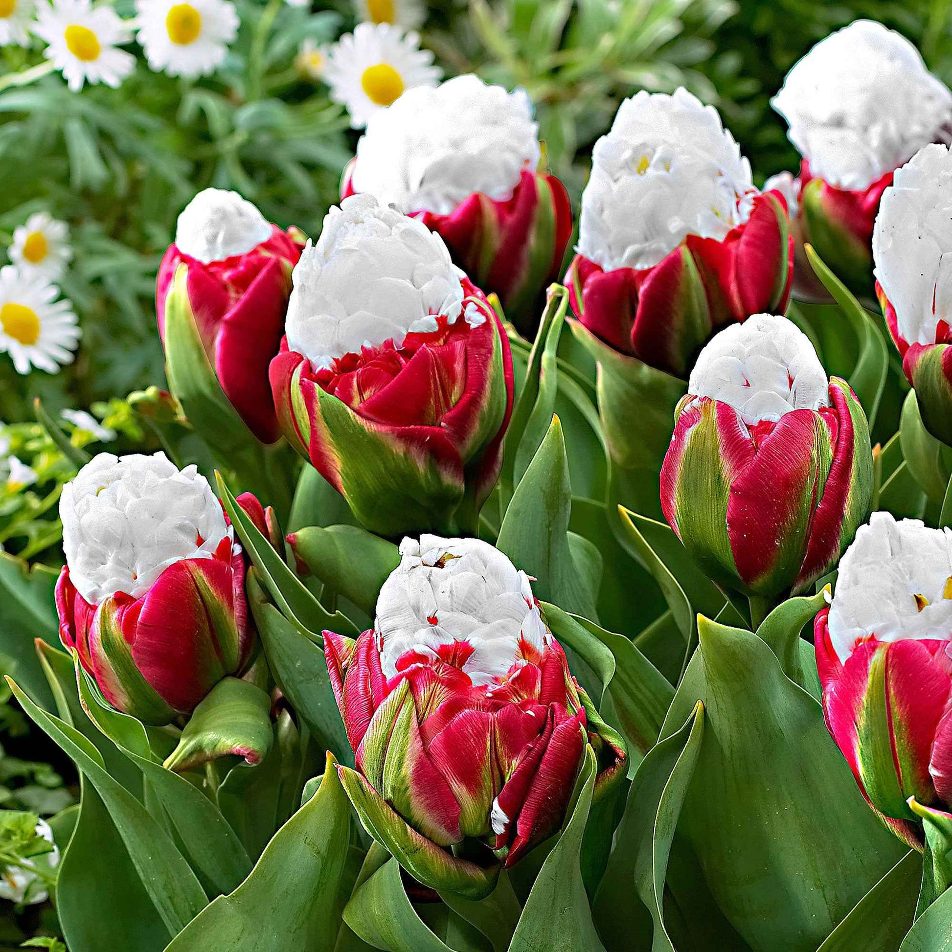 7x Tulpen Tulipa 'Ice Cream' weiβ-rosa - Blumenzwiebeln Frühlingsblüher