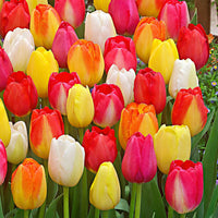 15x Tulpen - Mischung - Alle beliebten Blumenzwiebeln
